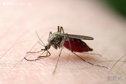 【教你夏季生活小常识100招】 夏天怎么防蚊子叮咬最有效