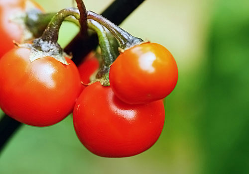 番茄晚餐减肥法 超燃脂1周减15斤