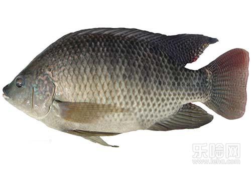 罗非鱼含有丰富的蛋白质