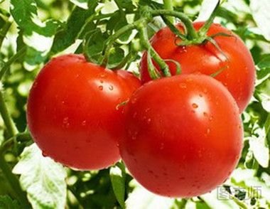 西红柿的功效有哪些 西红柿的功效
