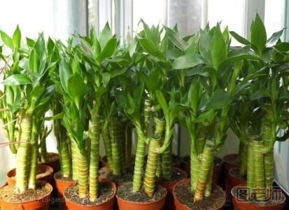 如何土培富贵竹 土培富贵竹的方法