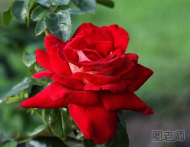情人节时期玫瑰花的含义