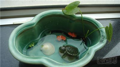 小乌龟怎么养 养小乌龟的正确方法